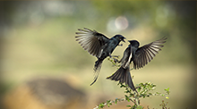 Love Is In The Air 防封号外呼软件